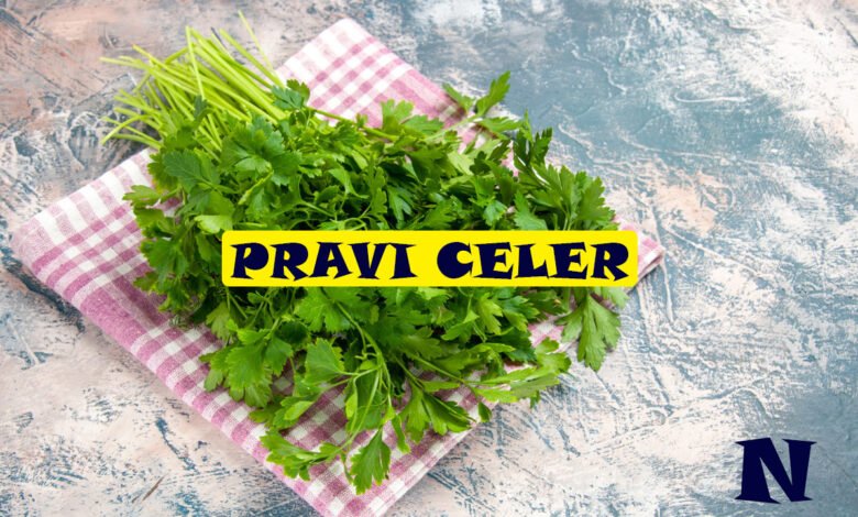 Pravi Celer