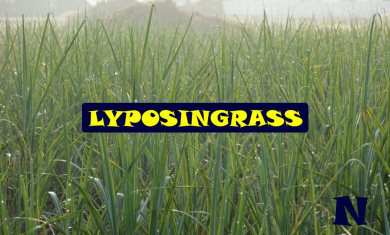Lyposingrass